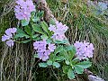 Primulaceae - Primula marginata_1.jpg